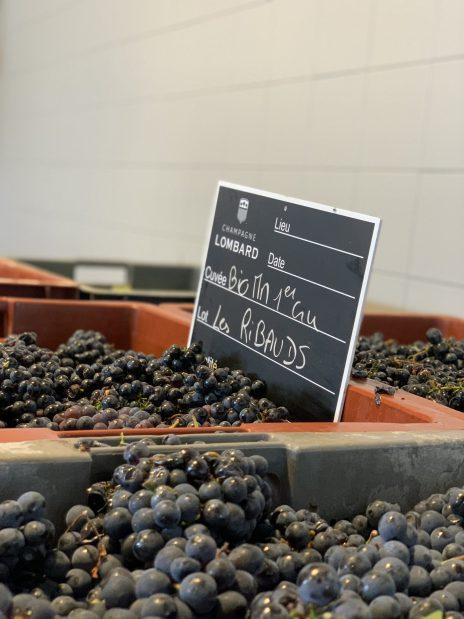Vendanges 2022 - Champagne Lombard