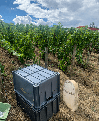 Vendanges 2022 - Champagne Lombard