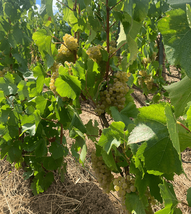 Vendanges 2022 - Champagne Lombard