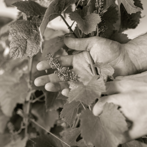 stades phénologiques de la vigne en champagne