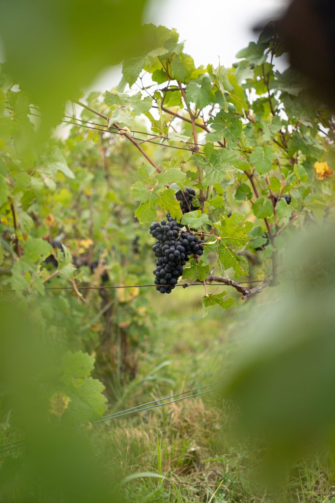 Taille de la vigne en champagne meunier