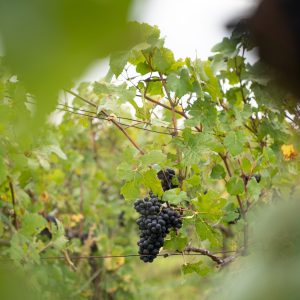 Taille de la vigne en champagne meunier