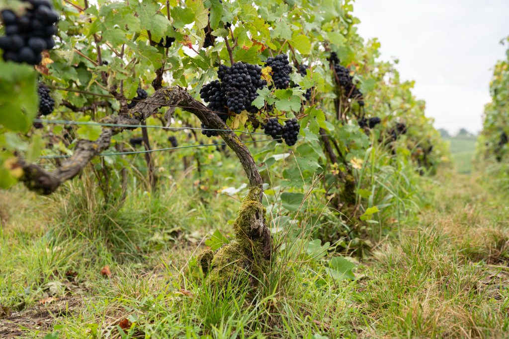 stade phénologique crucial : vendanges en champagne