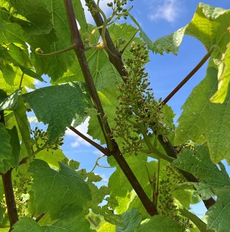 Stade phénologique de la vigne : floraison en champagne