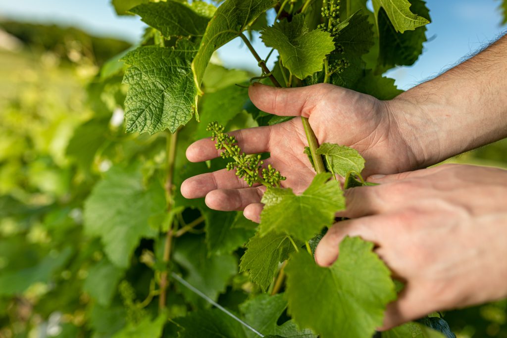 stade phénologique de la vigne: la nouaison