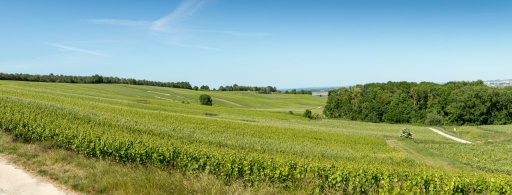 croissance du vignoble de champagne