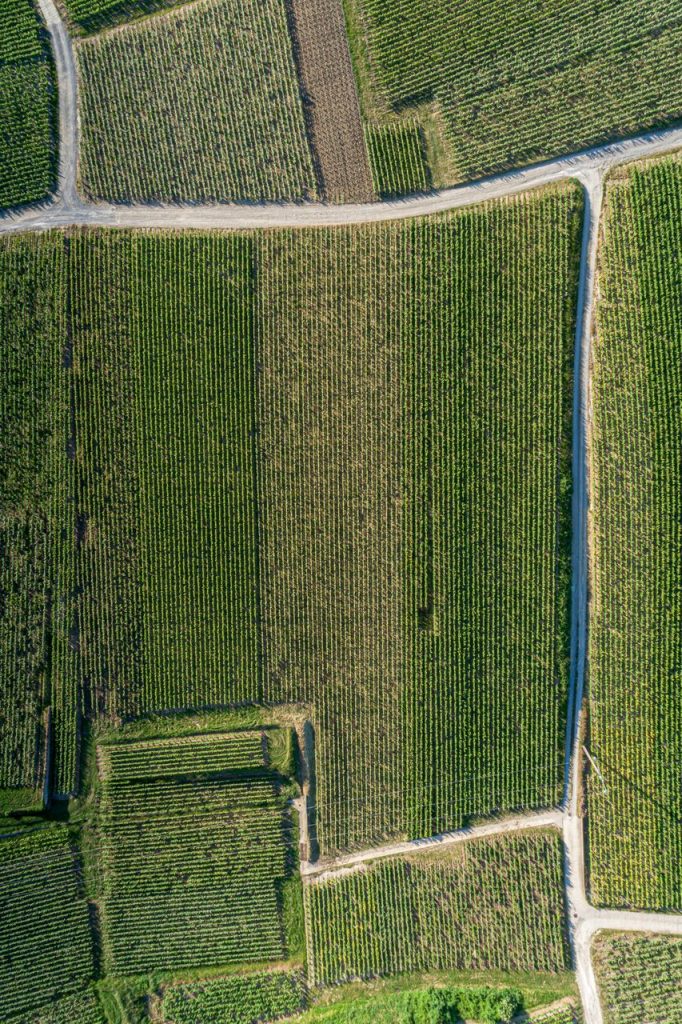 pourquoi tailler la vigne du vignoble champenois