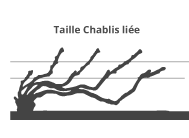 taille de la vigne en chablis