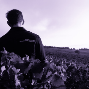 vendanges 2025 champagne