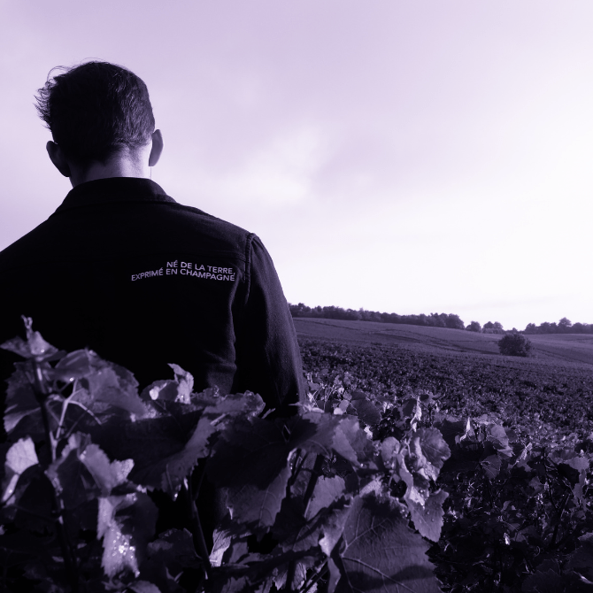 vendanges 2025 champagne