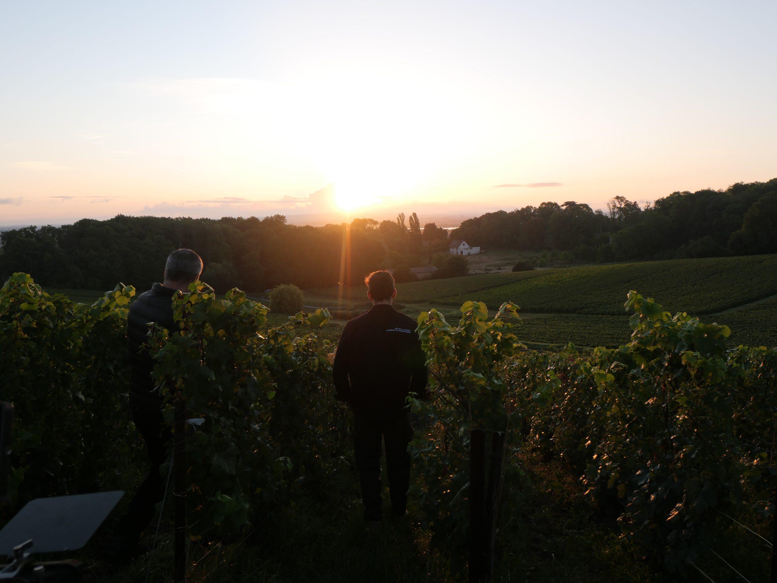 Vendanges 2025 en champagne