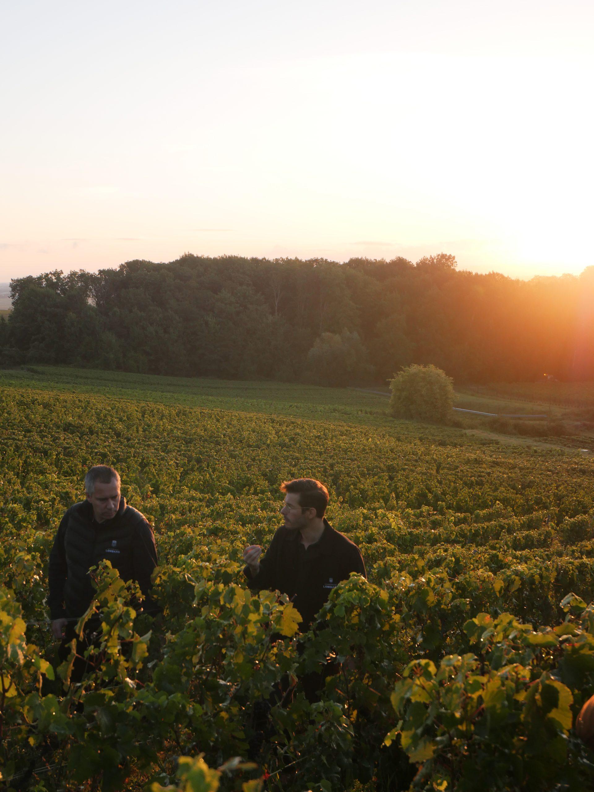 vendanges champagne lombard